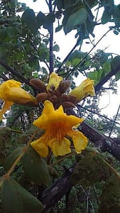 Markhamia flower