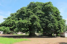 Ficus busei