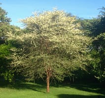 Acacia  tortilis in flower