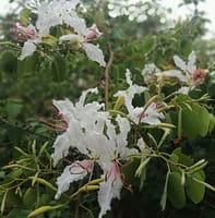 Bauhinia petersiana flowers