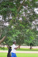 Albizia labeck planted at Baobab college in 2015. Already producing pods. A.labbeck fixes nitrogen and produces forage for cattle and goats.
