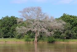 Faidherbia likes having its feet in water. Loses its leaves in the summer rainy season. South LUangwa, March 2022