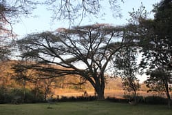 Acacia sieberiana tree in garden 1CB