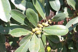 Ficus burkei and fruitCB1