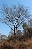 Kirkia tree 8 escarp CB