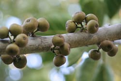 Ficus bubu fruiting-6