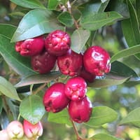 Sisygium fruit