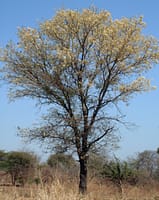 Acacia nigrescens tree in flower - Lower Zam CB