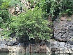 FIcus ingens Kariba gorge tree CB