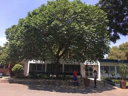 Trema orientale is a good shade tree. Here at ISL school entrance.