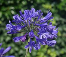 Agapanthus - African Lilly blue