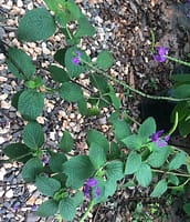 Attracts butterflies flowers profusely. Plant in sun.