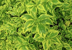 Durantha gold is variegated version of Durantha - good for hedging and flower arranging
