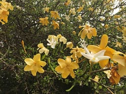 Gardenia imperialis Lilayi CB
