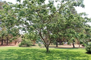 Albizia gomifera tree in leaf