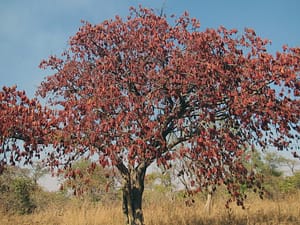 Albizia versicolour tree