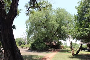 Tamarind growing on termite mound at Nsefu camp. March 2022