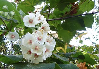 Dombeya burgessia - evergreen shrub with lovely flowers which when dry stay on plant for some time.