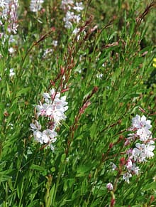 Gaura - hardy perennial - Very showy. Best in groups. Can be planted in pots.