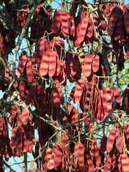 Albizia versicolour pods hanging off tree