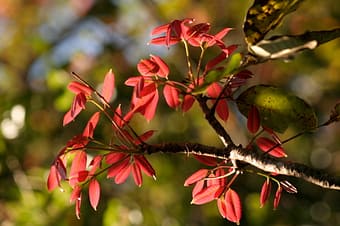 khaya leaves red