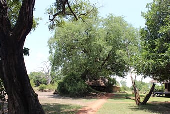 Tamarind growing on termite mound at Nsefu camp. March 2022