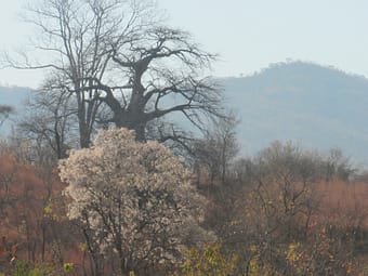 Dombeya rotundifolio with baobab