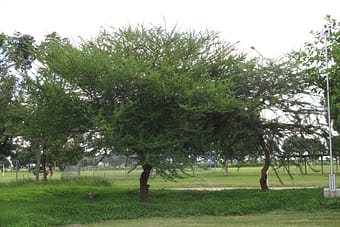 Acacia tortillis