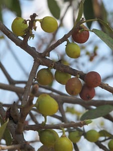 Ficus burkeii fruit1SS