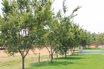 Bridelia tree farm CB