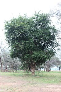 Garcinii livingstonii tree 3