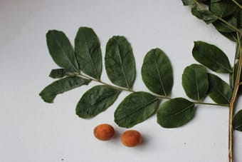 Berchemia discolor leaves and fruit AJP
