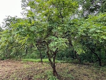 Dichrostachys tree 1