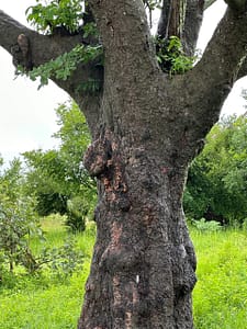 Erythrophleum africanum bark SLNP CB