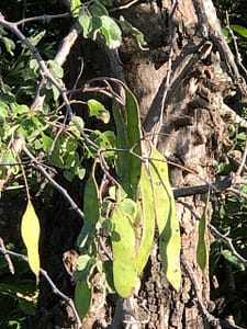 Erythrophleum africanum pods