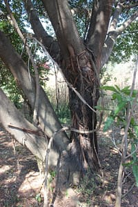 Ficus ingens bark2CB