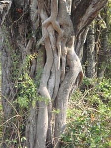 Ficus strngler CB1