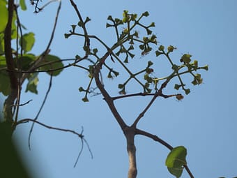 Sisygium guiense flower on tree1SS