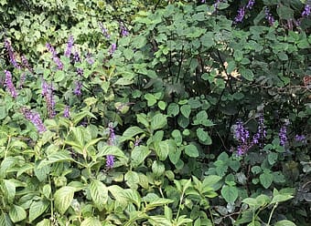 Plectanthrus - spur flower - blue flowering bush