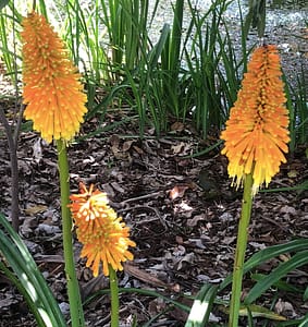Mass plant in full sun. Early flowering. Indigenous to Zambia. Red hot poker K50
