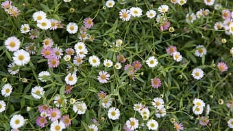 Erigeron daisy - spreads and is a very good ground cover