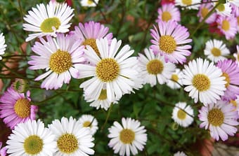 Erigeron is a very cheerful ground cover - K20/pot spreads quickly. GOOD VALUE