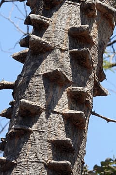 acacia nigrecens knob thorn