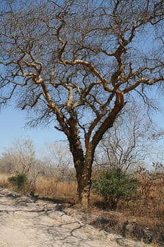Knob thorn tree2