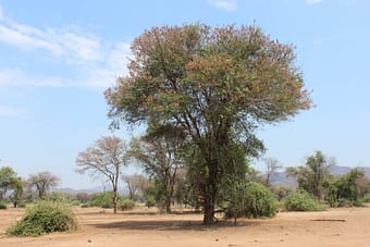 Acacia robusta