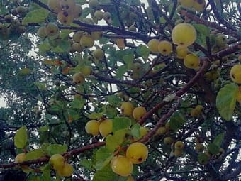 Ficus sycamore fruit1