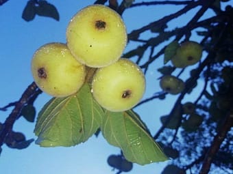 Ficus sycamore fruit2