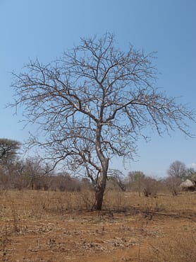 Sclerobyra marula tree no leaves1SS