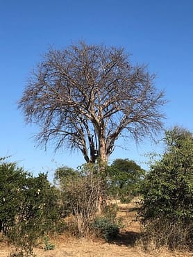 Sterculia africana tree 1 CB