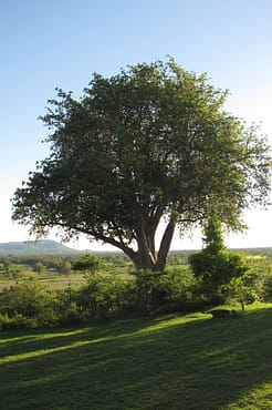 Sterculia africana tree at chichele lodge CB